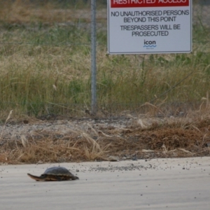 Chelodina longicollis at Fyshwick Sewerage Treatment Plant - 13 Nov 2016