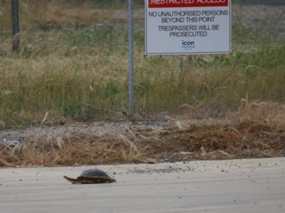 Chelodina longicollis (Eastern Long-necked Turtle) at Fyshwick Sewerage Treatment Plant - 13 Nov 2016 by roymcd