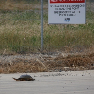 Chelodina longicollis (Eastern Long-necked Turtle) at Fyshwick, ACT - 13 Nov 2016 by roymcd