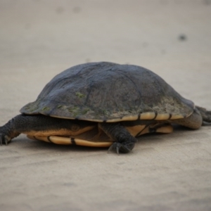 Chelodina longicollis at Fyshwick Sewerage Treatment Plant - 13 Nov 2016