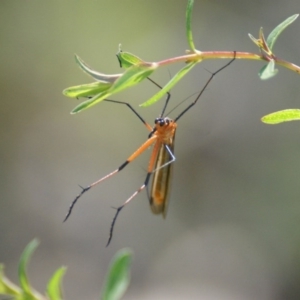 Harpobittacus australis at Red Hill, ACT - 3 Nov 2016