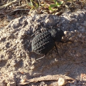 Nyctozoilus reticulatus at Red Hill, ACT - 3 Jan 2017 06:53 PM