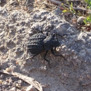 Nyctozoilus reticulatus at Red Hill, ACT - 3 Jan 2017 06:53 PM