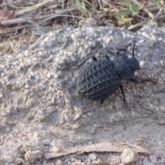 Nyctozoilus reticulatus at Red Hill, ACT - 3 Jan 2017 06:53 PM