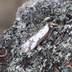 Philobota lysizona (A concealer moth) at Rob Roy Range - 24 Oct 2017 by michaelb