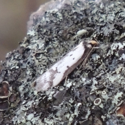 Philobota lysizona (A concealer moth) at Rob Roy Range - 24 Oct 2017 by michaelb