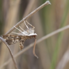 Nacoleia rhoeoalis (A Crambid moth (Spilomelinae) at Michelago, NSW - 1 Nov 2017 by Illilanga