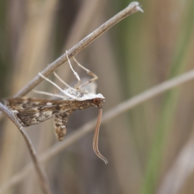 Nacoleia rhoeoalis (A Crambid moth (Spilomelinae) at Michelago, NSW - 1 Nov 2017 by Illilanga