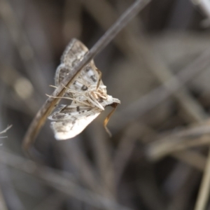 Nacoleia rhoeoalis at Michelago, NSW - 1 Nov 2017