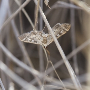 Nacoleia rhoeoalis at Michelago, NSW - 1 Nov 2017