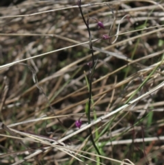 Arthropodium minus (Small Vanilla Lily) at Mcleods Creek Res (Gundaroo) - 5 Nov 2017 by MaartjeSevenster