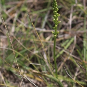 Microtis sp. at Gundaroo, NSW - suppressed