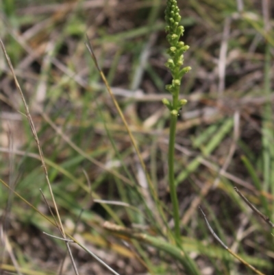 Microtis sp. (Onion Orchid) at Gundaroo, NSW - 5 Nov 2017 by MaartjeSevenster