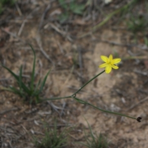 Tricoryne elatior at Gundaroo, NSW - 5 Nov 2017