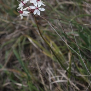 Burchardia umbellata at Gundaroo, NSW - 5 Nov 2017 01:29 PM