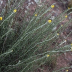 Chrysocephalum semipapposum (Clustered Everlasting) at Mcleods Creek Res (Gundaroo) - 5 Nov 2017 by MaartjeSevenster