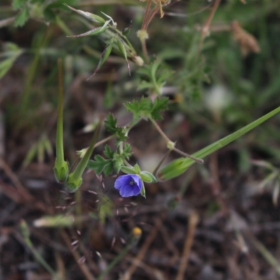 Erodium crinitum (Native Crowfoot) at Gundaroo, NSW - 5 Nov 2017 by MaartjeSevenster