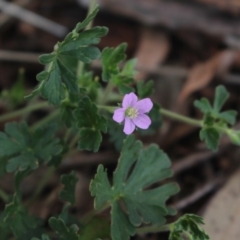 Geranium solanderi var. solanderi (Native Geranium) at Mcleods Creek Res (Gundaroo) - 5 Nov 2017 by MaartjeSevenster