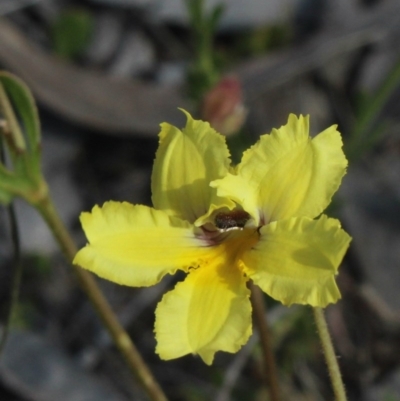 Goodenia paradoxa (Spur Goodenia) at Gundaroo, NSW - 5 Nov 2017 by MaartjeSevenster