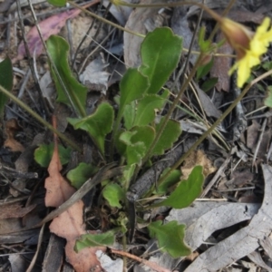 Goodenia paradoxa at Gundaroo, NSW - 5 Nov 2017 02:27 PM