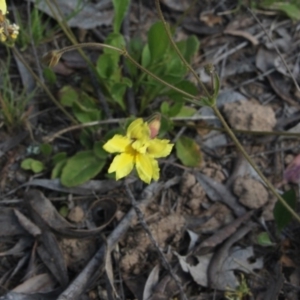 Goodenia paradoxa at Gundaroo, NSW - 5 Nov 2017 02:27 PM