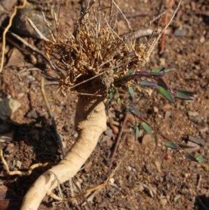 Einadia hastata at Gundaroo, NSW - 5 Nov 2017