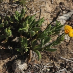 Chrysocephalum apiculatum (Common Everlasting) at Gundaroo, NSW - 5 Nov 2017 by MaartjeSevenster