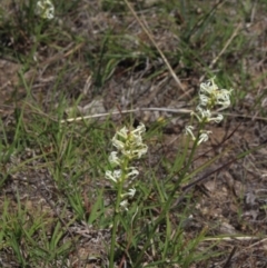 Stackhousia monogyna (Creamy Candles) at Mcleods Creek Res (Gundaroo) - 5 Nov 2017 by MaartjeSevenster