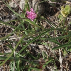 Convolvulus sp. (A Bindweed) at Mcleods Creek Res (Gundaroo) - 5 Nov 2017 by MaartjeSevenster