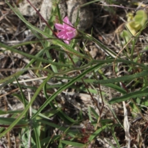 Convolvulus sp. at Gundaroo, NSW - 5 Nov 2017