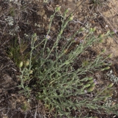 Vittadinia cuneata var. cuneata (Fuzzy New Holland Daisy) at Mcleods Creek Res (Gundaroo) - 5 Nov 2017 by MaartjeSevenster