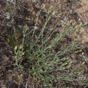 Vittadinia cuneata var. cuneata at Gundaroo, NSW - 5 Nov 2017