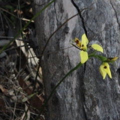 Diuris sulphurea (Tiger Orchid) at Mcleods Creek Res (Gundaroo) - 5 Nov 2017 by MaartjeSevenster