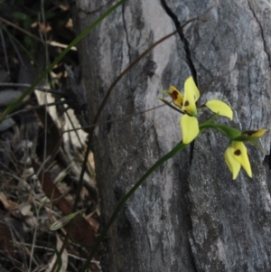 Diuris sulphurea at Gundaroo, NSW - 5 Nov 2017