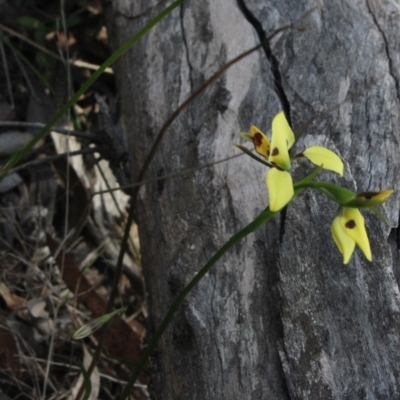 Diuris sulphurea (Tiger Orchid) at Gundaroo, NSW - 5 Nov 2017 by MaartjeSevenster