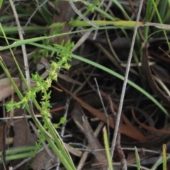 Galium sp. at Gundaroo, NSW - 5 Nov 2017 by MaartjeSevenster