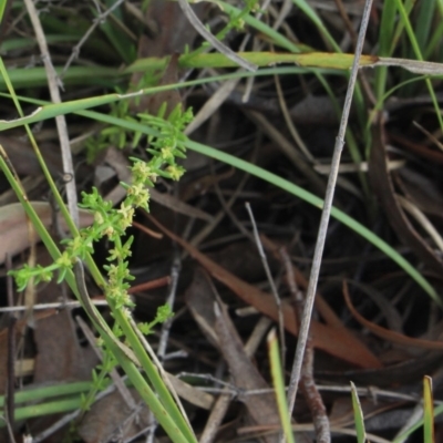 Galium sp. at Mcleods Creek Res (Gundaroo) - 5 Nov 2017 by MaartjeSevenster