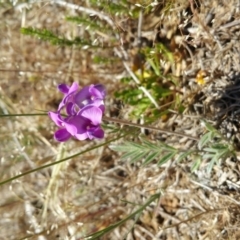 Swainsona behriana (Behr's Swainson-Pea) at Mulanggari Grasslands - 7 Nov 2017 by RichardMilner