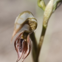 Oligochaetochilus hamatus (Southern Hooked Rustyhood) at Michelago, NSW - 3 Nov 2009 by Illilanga