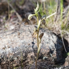 Oligochaetochilus hamatus at Michelago, NSW - 3 Nov 2009