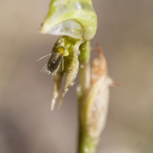 Oligochaetochilus aciculiformis at Michelago, NSW - 3 Nov 2009