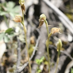 Oligochaetochilus aciculiformis at Michelago, NSW - 3 Nov 2009