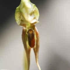 Oligochaetochilus aciculiformis at Michelago, NSW - 3 Nov 2009