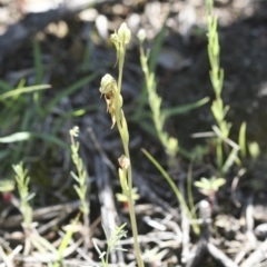 Oligochaetochilus aciculiformis at Michelago, NSW - 3 Nov 2009