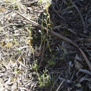 Oligochaetochilus aciculiformis at Michelago, NSW - 3 Nov 2009