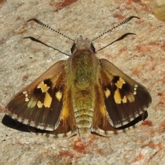 Trapezites phigalia (Heath Ochre) at Booth, ACT - 7 Nov 2017 by JohnBundock