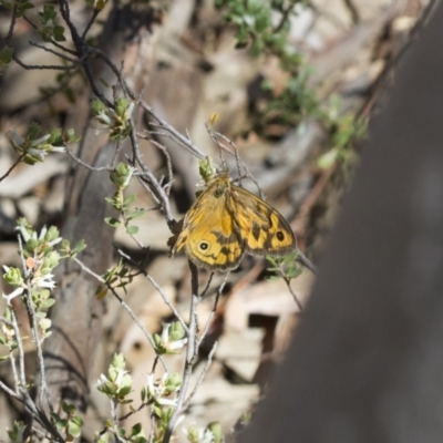 Heteronympha merope (Common Brown Butterfly) at Illilanga & Baroona - 7 Nov 2017 by Illilanga