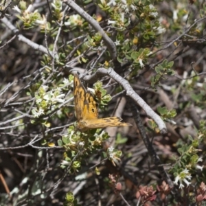 Heteronympha merope at Michelago, NSW - 7 Nov 2017