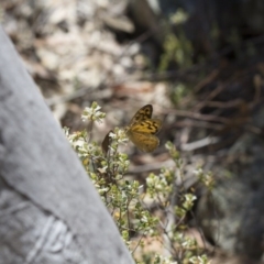 Heteronympha merope at Michelago, NSW - 7 Nov 2017