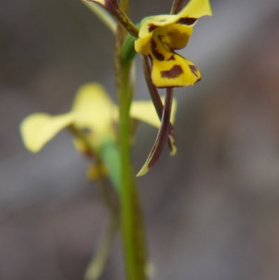 Diuris sulphurea (Tiger Orchid) at Governers Hill Recreation Reserve - 5 Nov 2017 by ClubFED